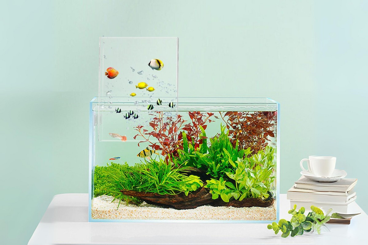 Chậu cá cảnh mini với tiểu cảnh cây xanh và đá
