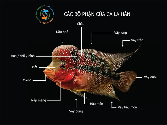 Châu Cá La Hán Là Gì? Hướng Dẫn Nuôi Và Chăm Sóc Đúng Chuẩn