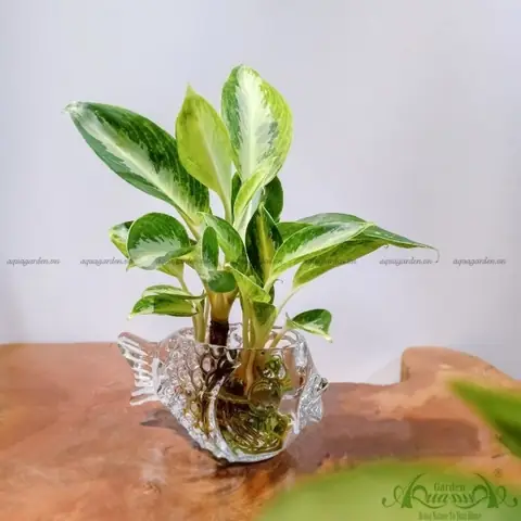 Hướng Dẫn Toàn Diện về Chậu Cá Thủy Tinh: Từ Lựa Chọn Đến Chăm Sóc