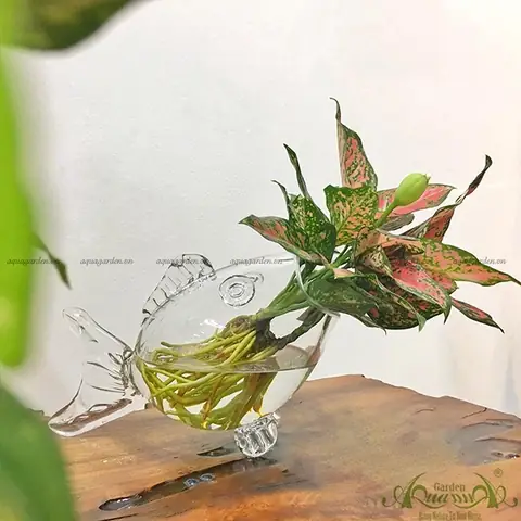 Hướng Dẫn Toàn Diện về Chậu Cá Thủy Tinh: Từ Lựa Chọn Đến Chăm Sóc
