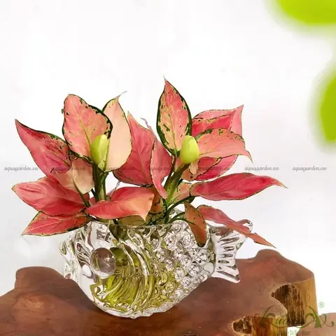 Hướng Dẫn Toàn Diện về Chậu Cá Thủy Tinh: Từ Lựa Chọn Đến Chăm Sóc
