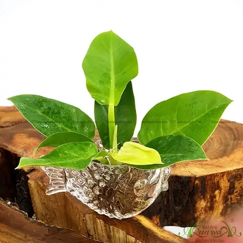 Hướng Dẫn Toàn Diện về Chậu Cá Thủy Tinh: Từ Lựa Chọn Đến Chăm Sóc