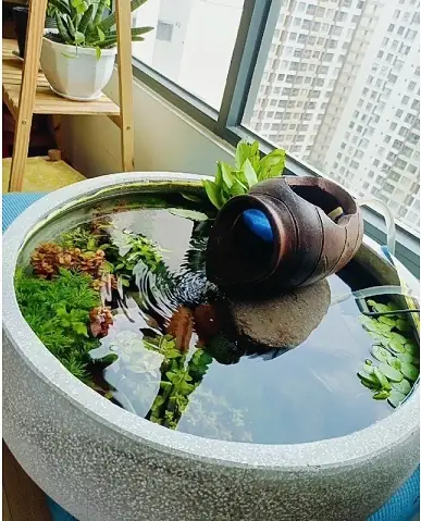 Hướng Dẫn Toàn Diện Về Chậu Cây Cảnh Nuôi Cá Cho Người Mới Bắt Đầu