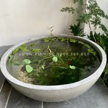 Hướng Dẫn Chi Tiết Về Chậu Cây Nuôi Cá Cảnh Từ A Đến Z