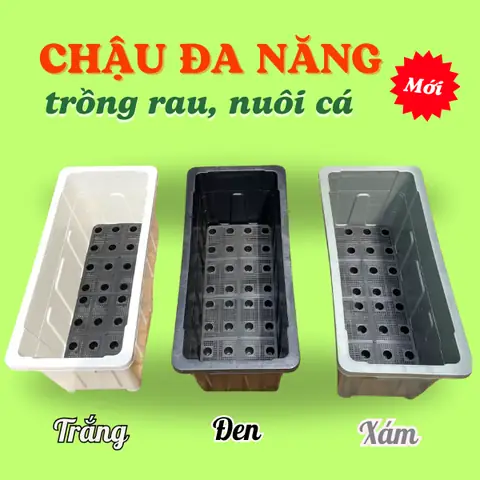 Hướng Dẫn Toàn Diện Về Chậu Nhựa Chữ Nhật Nuôi Cá