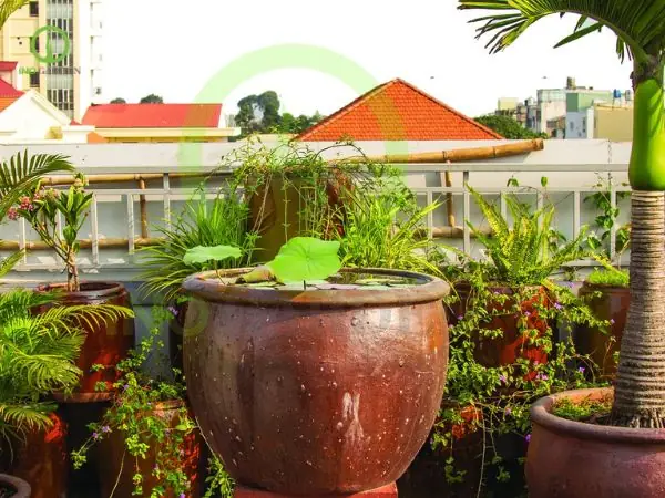 Chậu Nuôi Cá Đẹp: Hướng Dẫn Lựa Chọn & Thiết Kế Hồ Cá Mini Tại Nhà