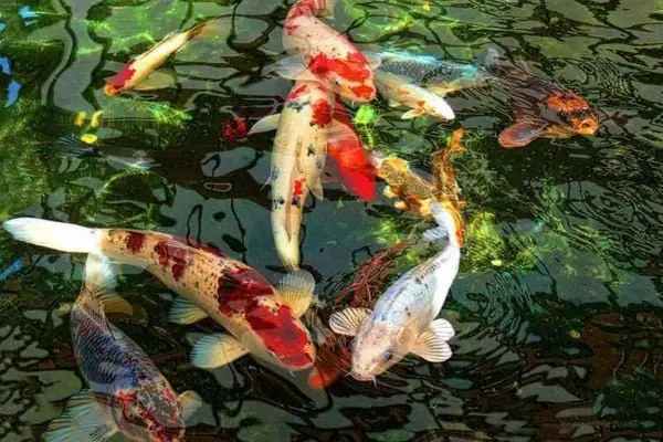 chậu nuôi cá ngoài trời