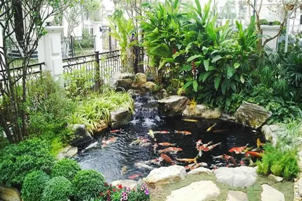 chậu nuôi cá ngoài trời