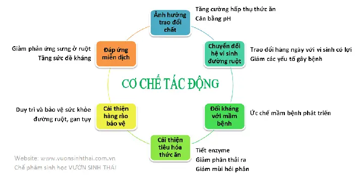 Chế phẩm sinh học làm trong nước hồ cá hoạt động thế nào?