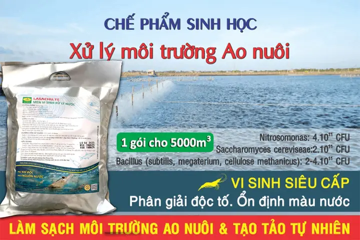 Làm thế nào để nước hồ cá trong vắt với chế phẩm sinh học?