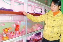 Chị Lưu Thị Lê đang chăm sóc cá cảnh tại trang trại của gia đình Huy Lê