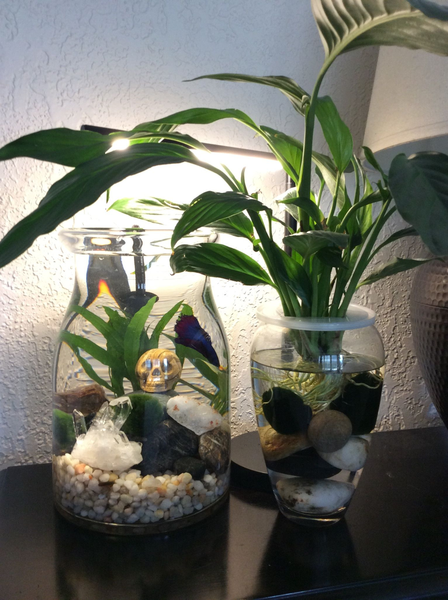 chiếc bể cá cảnh mini cực xinh với cách decor đơn giản