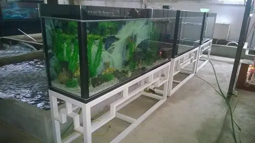 Chiều Cao Chân Bể Cá: Hướng Dẫn Chọn Kích Thước Tối Ưu