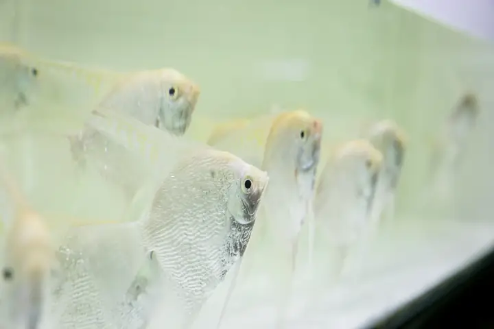 Hướng dẫn tìm chợ bán cá cảnh uy tín và đa dạng loài