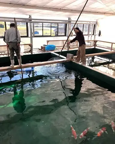 Kinh nghiệm lựa chọn chỗ bán cá Koi uy tín và chất lượng