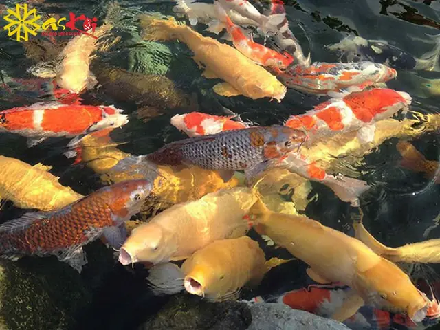 Tập tính ăn của cá koi