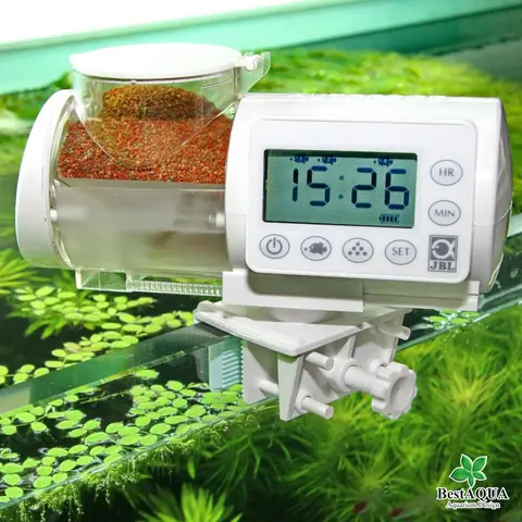 Cách Cho Cá Ăn Như Thế Nào Để Cá Khỏe Mạnh và Bể Sạch