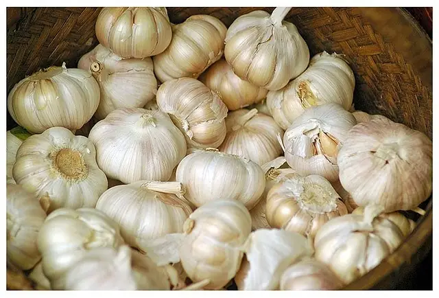 Có Nên Cho Cá Ăn Tỏi? Lợi Ích Và Cách Dùng Đúng Cách