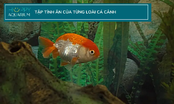 Cho Cá Cảnh Ăn Vào Thời Gian Nào Trong Ngày Là Tốt Nhất?