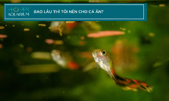 Cho Cá Cảnh Ăn Vào Thời Gian Nào Trong Ngày Là Tốt Nhất?