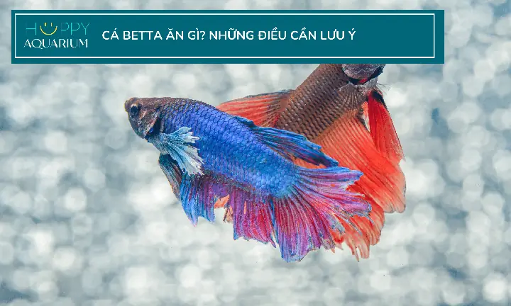 Cho Cá Betta Ăn Thịt Bò: Có Nên Và Cách Cho Ăn Đúng Cách?