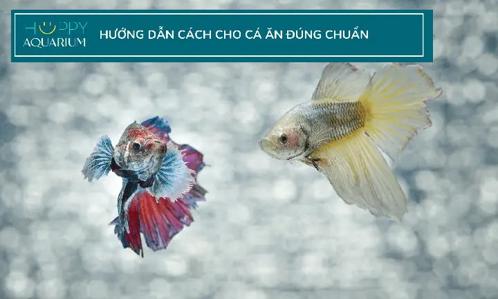 Cho Cá Betta Ăn Thịt Bò: Có Nên Và Cách Cho Ăn Đúng Cách?