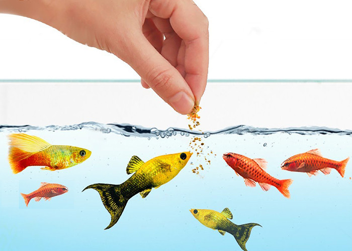 Cho cá cảnh ăn đúng cách tại Long An