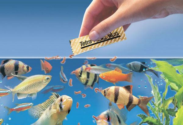Cho cá cảnh ăn đúng liều lượng và thời gian giúp cá phát triển khỏe mạnh, tránh các vấn đề tiêu hóa