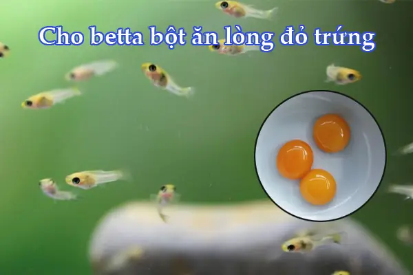 Cho Cá Con Ăn Lòng Đỏ Trứng: Hướng Dẫn Chi Tiết Từ A Đến Z
