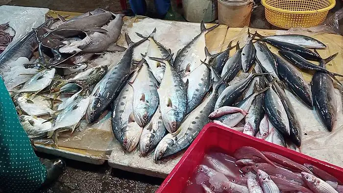 Chợ Cá Hội An: Khám phá và kinh nghiệm mua hải sản tươi ngon tại Thanh Hà
