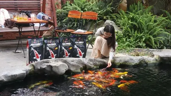 Cho Cá Koi Ăn Như Thế Nào Để Cá Luôn Khỏe Mạnh?