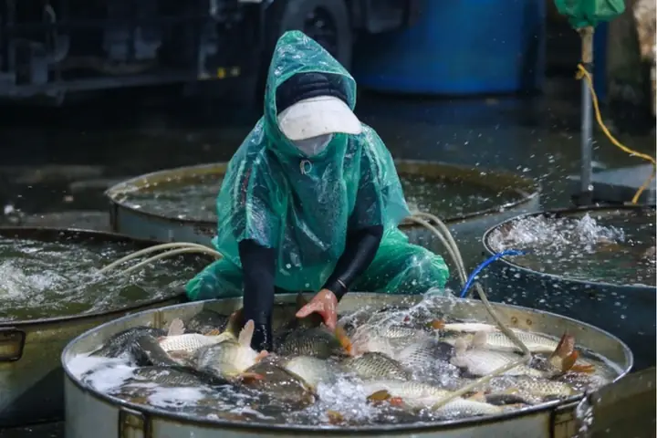 chợ cá yên sở