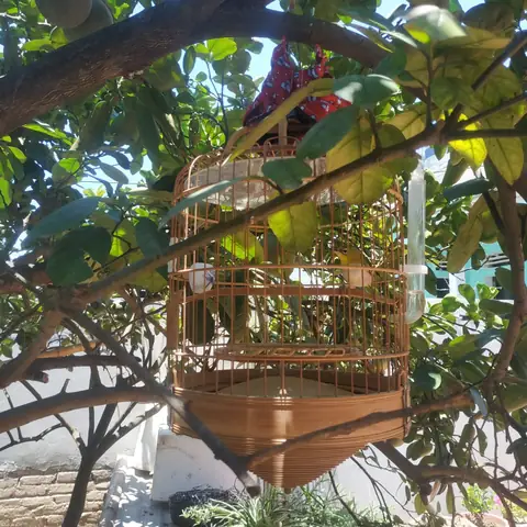 Chơi Cá Dưỡng Tâm Chơi Cây Dưỡng Thần: Triết Lý Sống Thảnh Thơi Giữa Đời Thường