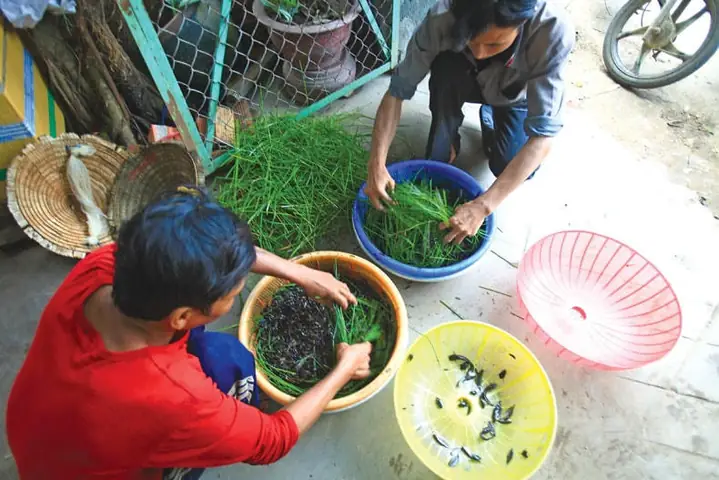 Chọi Cá Lia Thia Đồng: Nét Văn Hóa Độc Đáo Của Người Việt