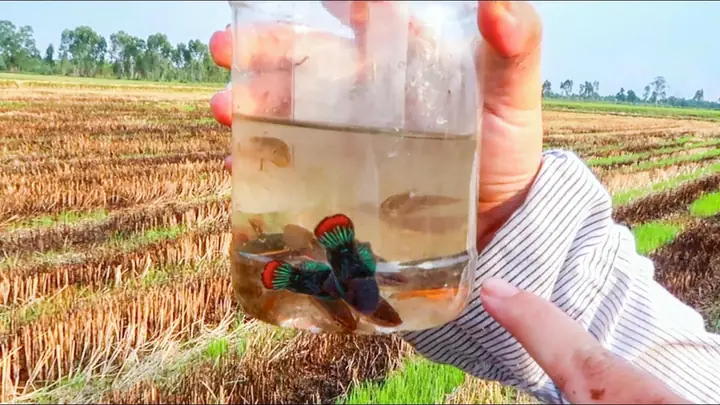 Chọi Cá Lia Thia Đồng: Nét Văn Hóa Độc Đáo Của Người Việt