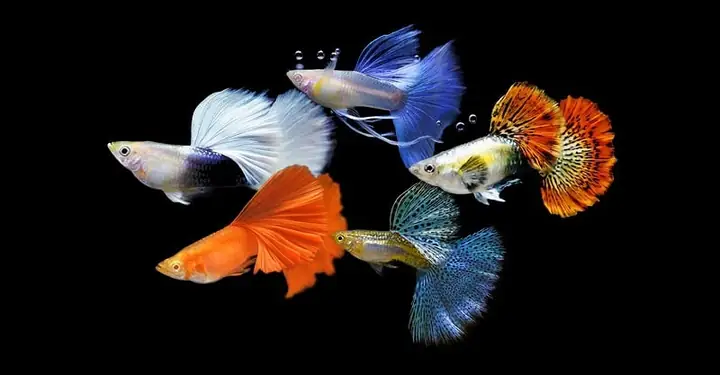 Chữa Nấm Cá Bằng Muối: Hướng Dẫn Từ A Đến Z