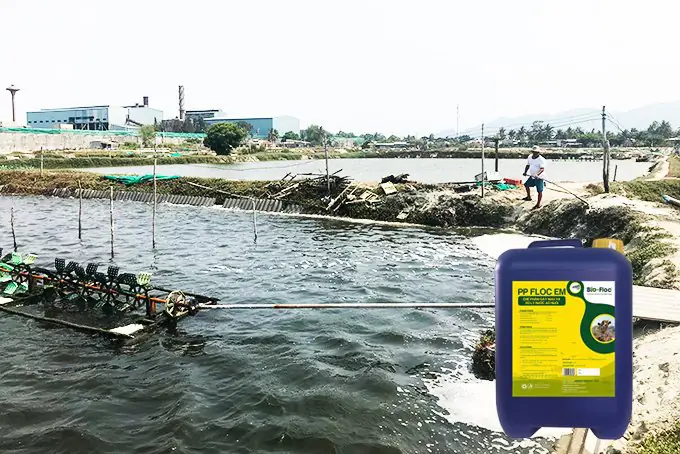 Quy trình chuẩn bị ao nuôi cá chuyên nghiệp và hiệu quả nhất Quy trình chuẩn bị ao nuôi cá chuyên nghiệp và hiệu quả nhất