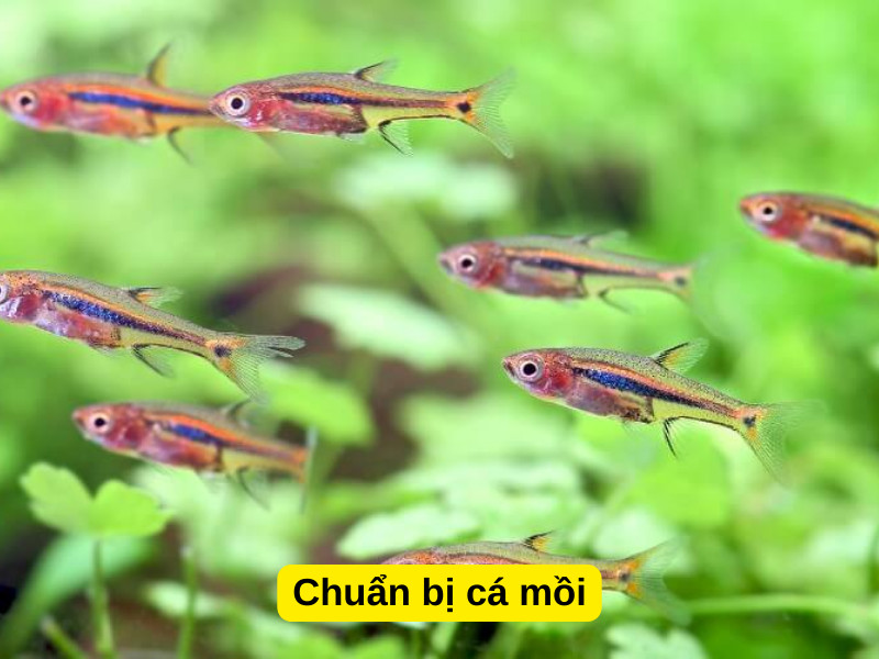 Chuẩn bị cá mồi sống cho các loài cá cảnh ăn thịt khi vắng nhà