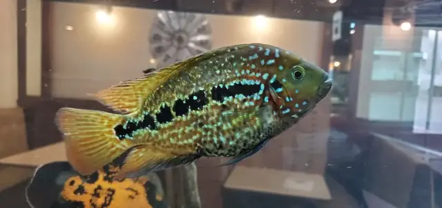 Cichlid Là Cá Gì? Giải Mã Về Loài Cá Cảnh Độc Đáo Này
