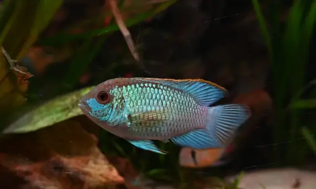 Cichlid Là Cá Gì? Giải Mã Về Loài Cá Cảnh Độc Đáo Này