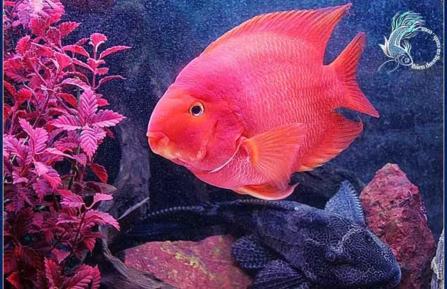 Cichlid Là Cá Gì? Giải Mã Về Loài Cá Cảnh Độc Đáo Này