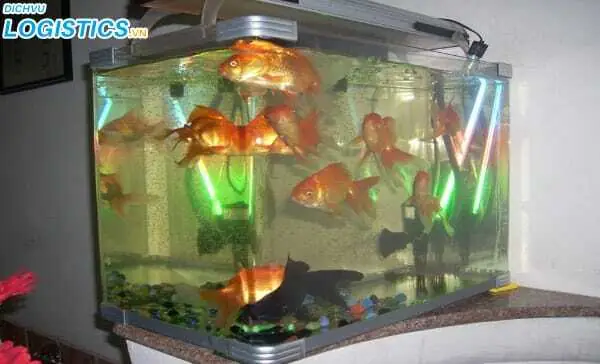 Có Được Mang Cá Cảnh Lên Máy Bay Không? Quy Định & Hướng Dẫn Chi Tiết