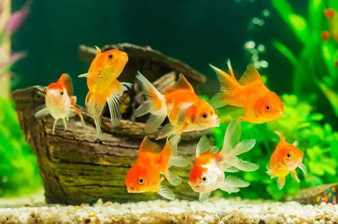 Có Nên Bật Lọc Bể Cá 24/24 Không? Hướng Dẫn Chuyên Sâu Từ A-Z