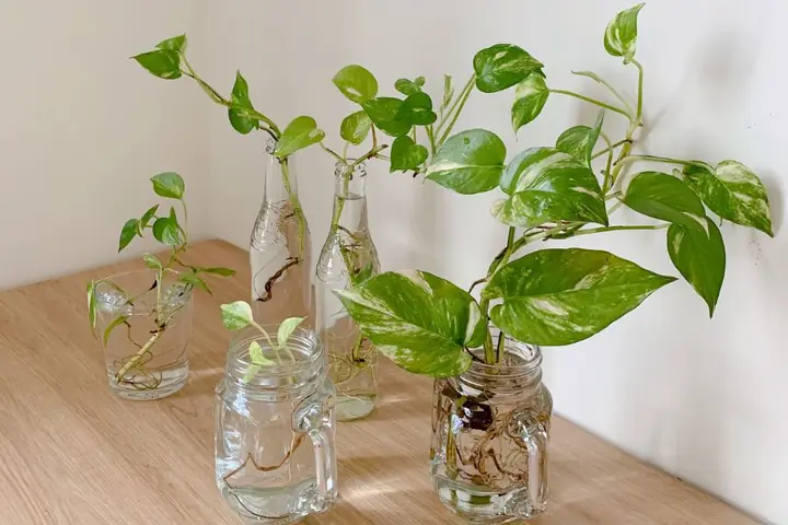 Có Nên Trồng Trầu Bà Trong Hồ Cá? Lợi Ích & Rủi Ro Cần Biết