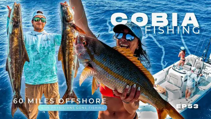 Cá Cobia Là Cá Gì? Đặc Điểm, Giá Trị Và Cách Nuôi Chi Tiết