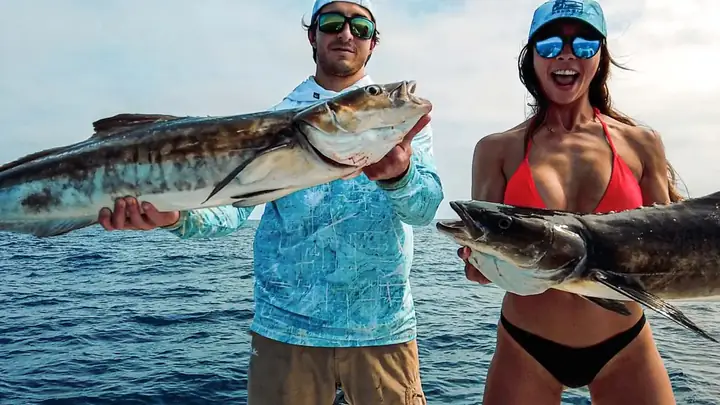 Cá Cobia Là Cá Gì? Đặc Điểm, Giá Trị Và Cách Nuôi Chi Tiết