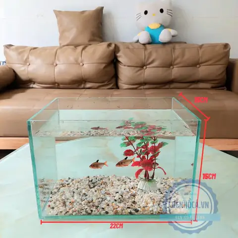 Combo Bể Cá Mini: Hướng Dẫn Toàn Diện Cho Người Mới Bắt Đầu