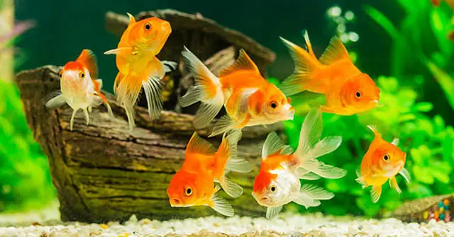 Hiện Tượng Khúc Xạ Ánh Sáng Khi Quan Sát Con Cá Bơi Trong Bể Nước