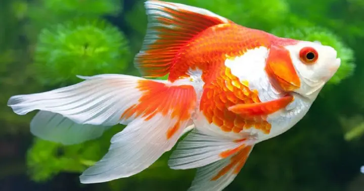 Con Cá Chép Màu Vàng: Đặc Điểm, Ý Nghĩa và Cách Nuôi Chi Tiết