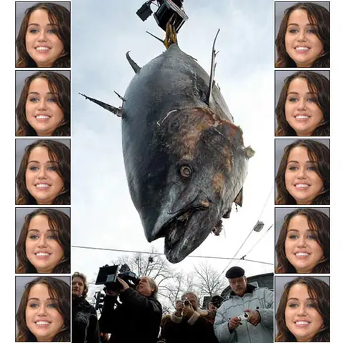 Những con cá khổng lồ nhất thế giới